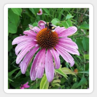 Bumblebee on Eastern Purple Coneflower Sticker